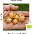 Physalis pruinosa 'Dulceria' BIO