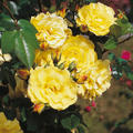 Strauchrose 'Lichtknigin Lucia'