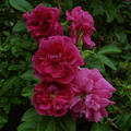 Rosa rugosa Roseraie de l'Hay