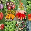 Selbstversorgerset Gemsebeet Ratatouille Hochbeet
