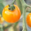 Gourmet-Tomate Honeycomb (Solanum lycopersicum)
