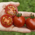 Freilandtomate Vivaroma BIO