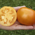 Fleischtomate Mandaline (ehemals Mandarin) BIO