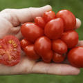 Reisetomate 'Voyage', Solanum lycopersicum