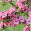 Zierapfel 'Brandy Magic', Malus Brandy Magic