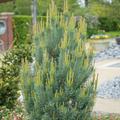 Silberkiefer 'Watereri', Pinus sylvestris