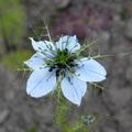 Damaszener Schwarzkmmel 'Oxford Blue' BIO