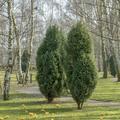 Juniperus communis, Gemeiner Wacholder