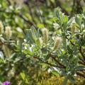 Schweizer Weide, Salix helvetica