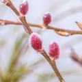 NoPR_Rosa Riesen-Salweide 'Mount Aso', Salix gracilistyla 'Mount Aso' 