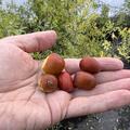 jujube, Ziziphus jujuba, chinesische Dattel, Ziziphus Autumn Beauty