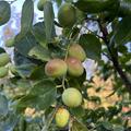 jujube, Ziziphus jujuba, chinesische Dattel, Ziziphus Black Sea