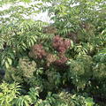 Kanadischer Holunder Ranch, Sambucus nigra canad. Ranch