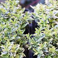 Euonymus japonicus 'Microphyllus Aureovariegatus' (12er Set)