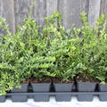 Lonicera nitida 'Moss Green' (12er Set)