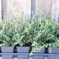 Cotoneaster microphyllus 'Cochleatus' (12er Set)