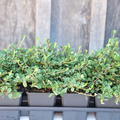 Cotoneaster dammeri 'Frieders Evergreen' (12er Set)