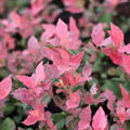 Heidelbeere 'Flamingo' Vaccinium corymbosum 'Flamingo'