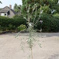 Hängende Wildbirne 'Pendula' Hochstamm Lubera.ch