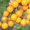 Freilandtomate OpenSky Orangelina