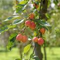 NoPR_Zierapfel 'John Downie', Malus 'John Downie' 