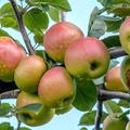 Apfel 'Goldrenette von Blenheim'