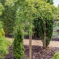 Urweltmammutbaum, Metasequoia glyptostroboides 'Miss Grace'