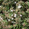 Abelia x grandiflora 'Confetti'