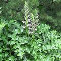 Acanthus hungaricus