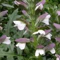 Acanthus spinosus, Acanthus spinosus