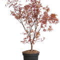 Acer Palmatum 'Bloodgood' (90-120), Stamm verzweigt, im 30cm Topf, Hhe 105cm, Breite 35cm