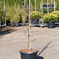 Acer Palmatum 'Dissectum Garnet', Stamm Verzweigt, im 50cm Topf, Hhe 170cm, Breite 80cm