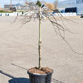 Acer Palmatum 'Orangeola', Stamm, im 45cm Topf, Hhe 140cm, Breite 100cm