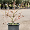 Acer conspicuum 'Red Flamingo', Stamm verzweigt, im 45cm Topf, Hhe 110cm, Breite 100cm