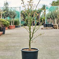 Acer jap. 'Green' (120-150), Verzweigt, im 32cm Topf, Hhe 135cm, Breite 65cm