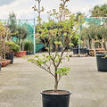 Acer jap. 'Vitifolium' (120-160), Verzweigt, im 36cm Topf, Hhe 140cm, Breite 80cm