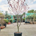 Acer pal. 'Bloodgood' (160-180), Verzweigt, im 36cm Topf, Hhe 170cm, Breite 100cm