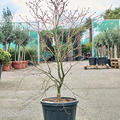 Acer pal. 'De Shojo' (130-150), Verzweigt, im 36cm Topf, Hhe 140cm, Breite 100cm