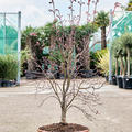 Acer pal. 'Fire Glow' (130-160), Verzweigt, im 45cm Topf, Hhe 145cm, Breite 85cm