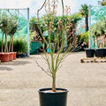 Acer pal. 'Linearilobum' (120-160), Verzweigt, im 32cm Topf, Hhe 140cm, Breite 75cm