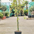 Acer pal. 'Ryusen' (130-160), Stamm, im 25cm Topf, Hhe 145cm, Breite 80cm