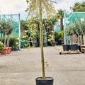 Acer pal. 'Ryusen' (160-170), Stamm, im 30cm Topf, Hhe 165cm, Breite 80cm