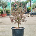 Acer pal. 'Shaina' (120-140), Verzweigt, im 36cm Topf, Hhe 130cm, Breite 65cm