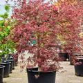 Acer pal. diss 'Ornatum', Stamm, im 55cm Topf, Hhe 150cm, Breite 150cm