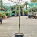 Acer pal. diss. 'Viridis' (120-150), Stamm, im 30cm Topf, Hhe 135cm, Breite 75cm