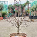 Acer pal. diss. 'Viridis' (140-160), Stamm, im 45cm Topf, Hhe 150cm, Breite 70cm