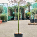 Acer pal. diss. 'Viridis' (150-170), Stamm, im 30cm Topf, Hhe 160cm, Breite 80cm