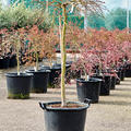 Acer pal. diss. 'Viridis', Stamm, im 42cm Topf, Hhe 150cm, Breite 110cm