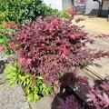 Acer palmatum 'Bloodgood', Acer palmatum 'Bloodgood'