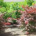 Acer palmatum 'Pung Kil', Acer palmatum 'Pung Kil'